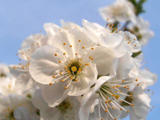 Fototapeta na wymiar White Cherry Blossom Branch On Blue Sky Background