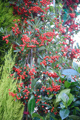 Fototapeta na wymiar Hedge of plants with red berries. Used in the garden as a garden shrub or at Christmas as decorative branches.