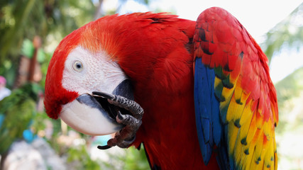 Parrot © Ferdo Castro