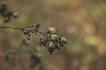 thorns on a Bush in autumn, Russia