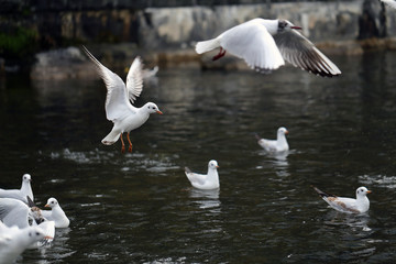 Huge amount of seagulls flying around on top of a river located in Zürich, Switzerland. In this photo you can see multiple white birds flying and some swimming with dark water on the background.