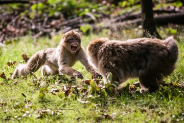 Trentham Monkey Forest United Kingdom