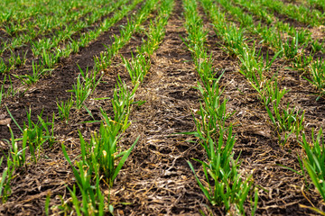 Rows of young wheat plants on a moist field with dark soil, vibrant colors