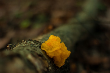 orange trembler on a branch in autumn, Russia