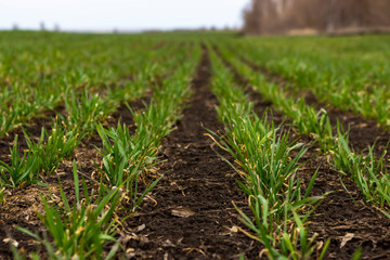 Rows of young wheat plants on a moist field with dark soil, vibrant colors