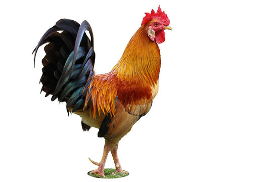 The thai fighting cock is beautiful animal pet on white background have path