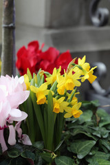 Beautiful vibrant yellow daffodil flowers and some leaves with neutral background. Closeup of traditional yellow Easter and spring flowers. Photographed during a sunny spring day in Switzerland.