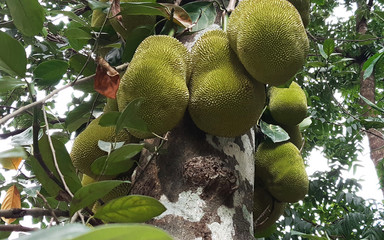Jack Fruit