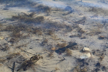 sandy bottom of water in the pond in spring