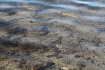 sandy bottom of water in the pond in spring