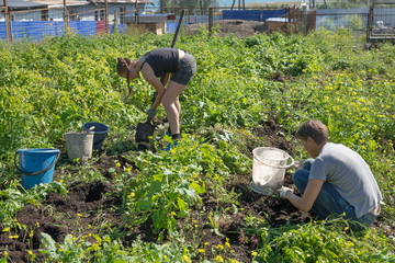 Women dig potatoes in a rustic garden on the background of a fence during harvesting on a sunny day in autumn.