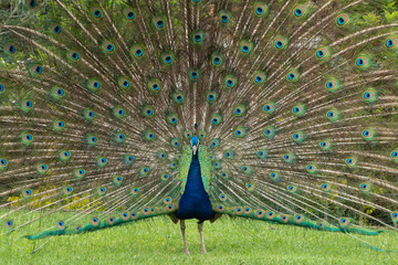 Obraz premium portraits of peacock 