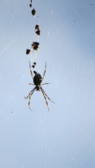 Spider Australia