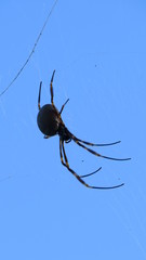 Spider Australia