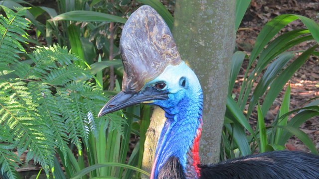 helmet cassowary