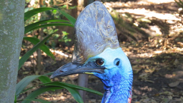 helmet cassowary