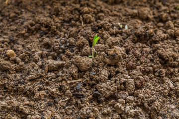 Little plant growing on soil with sunlight