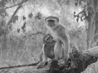 Baby monkey and mummy in b&w
