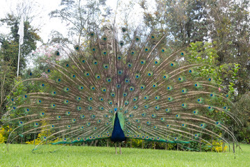 Obraz premium peacock in the park