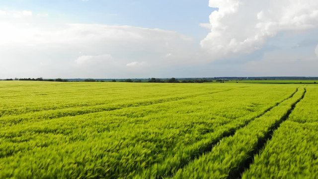 Farmland. Drone Flyover Above Of Agricultural Field Of Young And Green Barley (Hordeum Vulgare) With Blue Sky On Background. End Of Spring. Theme Of Agricultural Industry