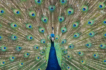 Obraz premium close up of peacock