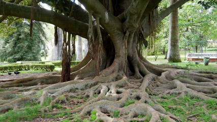 Baum mit ausgeprägten freiliegenden Wurzeln, Park