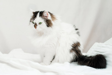 a two-color fluffy Siberian cat is lying on white bed linen