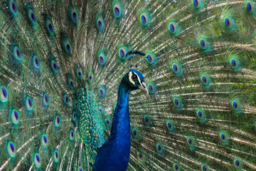 Obraz premium peacock with feathers out