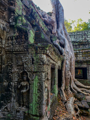 Siem Reap, Cambodia, December 29, 2019: Angkor Wat temple tree