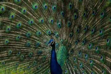 Obraz premium close up of peacock