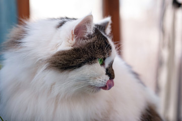 the two-color fluffy Siberian cat is self-medicating. eating green sprouted oats