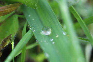 drops of dew on the grass