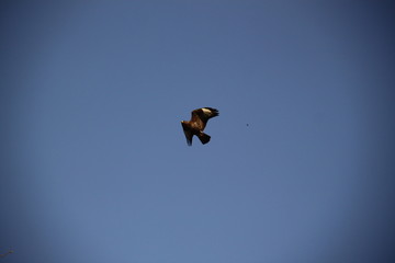 Common buzzard bird of pray flying in the blue sky 