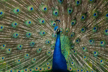 Obraz premium peacock with feathers