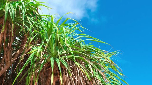 Summer outdoor background with  leaves of Pandanus tree, blue sky, floating white clouds. Blue natural copy space and fresh green leaves of screw palm pandan