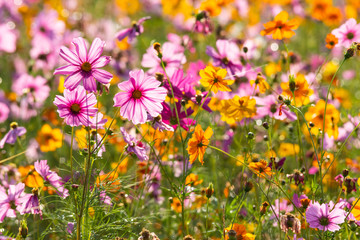 Beautiful cosmos flower blooming in the field on nature background