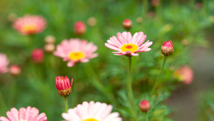 太陽の光を浴びるピンクのマーガレットの花と蕾