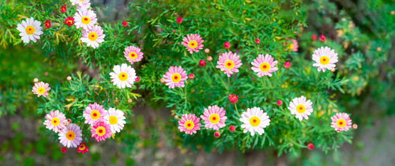 庭に咲くピンクのマーガレットの花 トップビュー