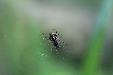 spider on web