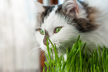the two-color fluffy Siberian cat is self-medicating. eating green sprouted oats