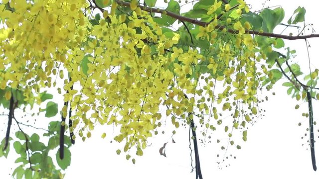 Golden Shower Tree on the tree was blown by the wind.