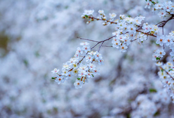 Beautiful blooming apricot tree branches with white flowers growing in a garden. Spring nature background.