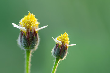 Flowers grass at relax morning time