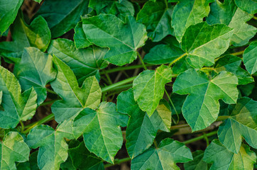 green leaves background