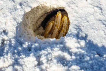 Sand Crab In His Hole