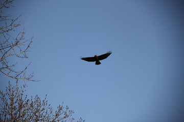 Common buzzard bird of pray flying in the blue sky 