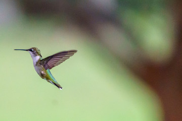 Hummingbirds in Flight
