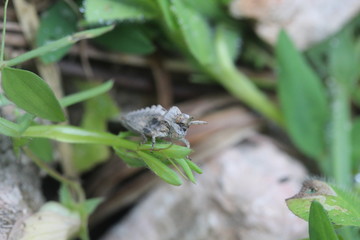 insect on a leaf