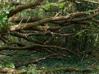 Inside deep forest with tree trunks with moss and vegetation.