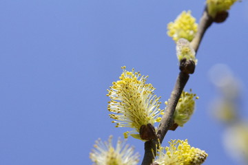 Fototapeta premium Blüte eines Palmkätzchens in Nahaufnahme